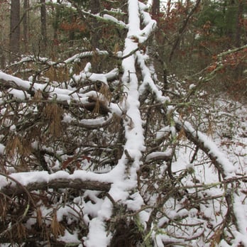 RichardTrails - Lots of fallen trees from the harsh winter. - Hiking Near Me - Charlestown, Rhode Island