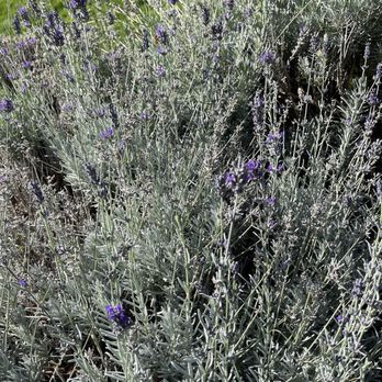 Owen Roe - Lavendar - Wineries Near Me - Wapato, Washington Owen Roe - Lavendar - Wineries Near Me - Wapato, Washington