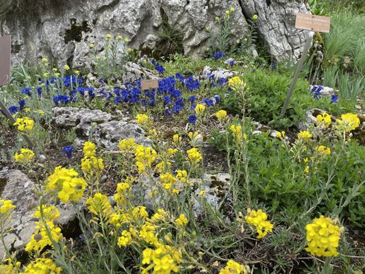Conservatoire et Jardin botaniques de Genève by null