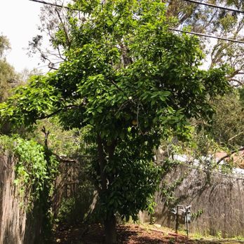 Class One Arboriculture - Photo of my grapefruit tree today :) - Tree Services Near Me Class One Arboriculture - Photo of my grapefruit tree today :) - Tree Services Near Me