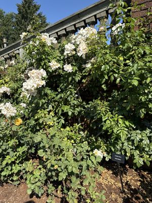 Peninsula Park Rose Garden by null