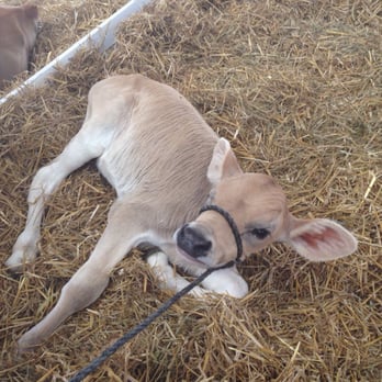 State Fair of Virginia - Festivals Near Me - Doswell, Virginia State Fair of Virginia - Festivals Near Me - Doswell, Virginia