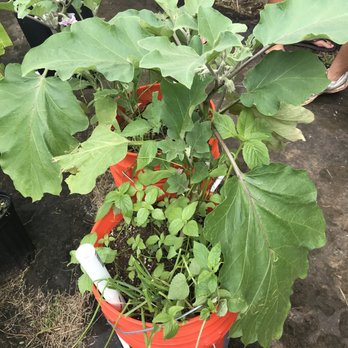 Ho'oulu 'Aina - Garden in a bucket for people to take home! Eggplant, green onion and maile hohono. - Local Flavor Near Me - Honolulu, Hawaii