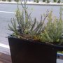 Photo of Divisadero Street Parklet