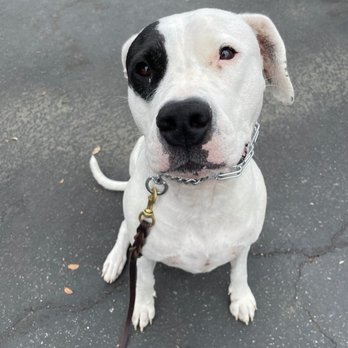 Matan Dog Training - Pet Training Near Me - Thousand Oaks, California Matan Dog Training - Pet Training Near Me - Thousand Oaks, California