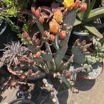 Solana Succulents - Nurseries & Gardening Near Me - Solana Beach, California