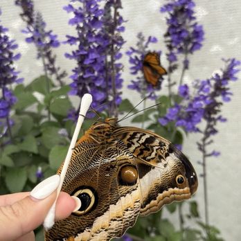 The Flower Fields - Butterfly exhibit - Venues & Event Spaces Near Me - Carlsbad, California
