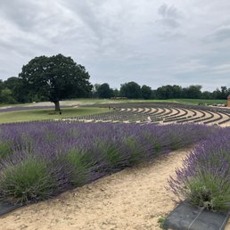 Rows and rows of lavender Rows and rows of lavender