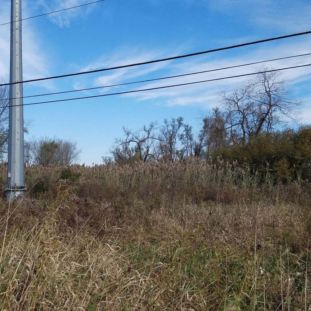 Pebble Valley Park - A little bit of an invasive species issue :( phragmites between the park and walking trail. - Parks Near Me - Waukesha, Wisconsin Pebble Valley Park - A little bit of an invasive species issue :( phragmites between the park and walking trail. - Parks Near Me - Waukesha, Wisconsin