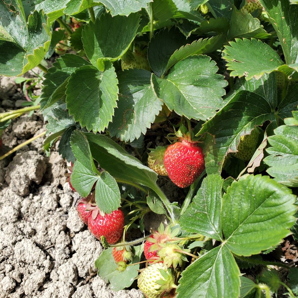 Emma Lea Farms - Fruits & Veggies Near Me - Delta, British Columbia