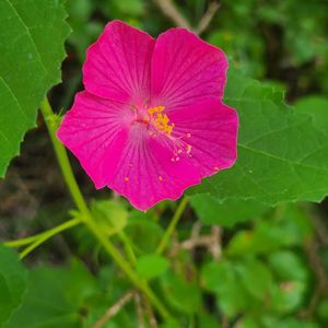 JACK JUDSON NATURE TRAILS - 14 Photos - Viesca And Greely, San Antonio