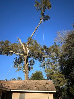 Arborist Tree Service & Stump Grinding