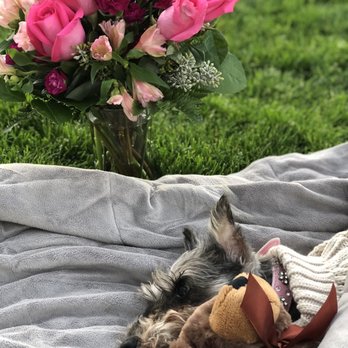 pets at peace cremation