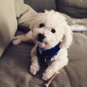 Bill Foundation - Tiny Tim was adopted on 3/31/15 - Animal Shelters Near Me