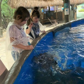 Florida Keys Aquarium Encounters - Feeding stingrays - Aquariums Near Me - Marathon, Florida Florida Keys Aquarium Encounters - Feeding stingrays - Aquariums Near Me - Marathon, Florida