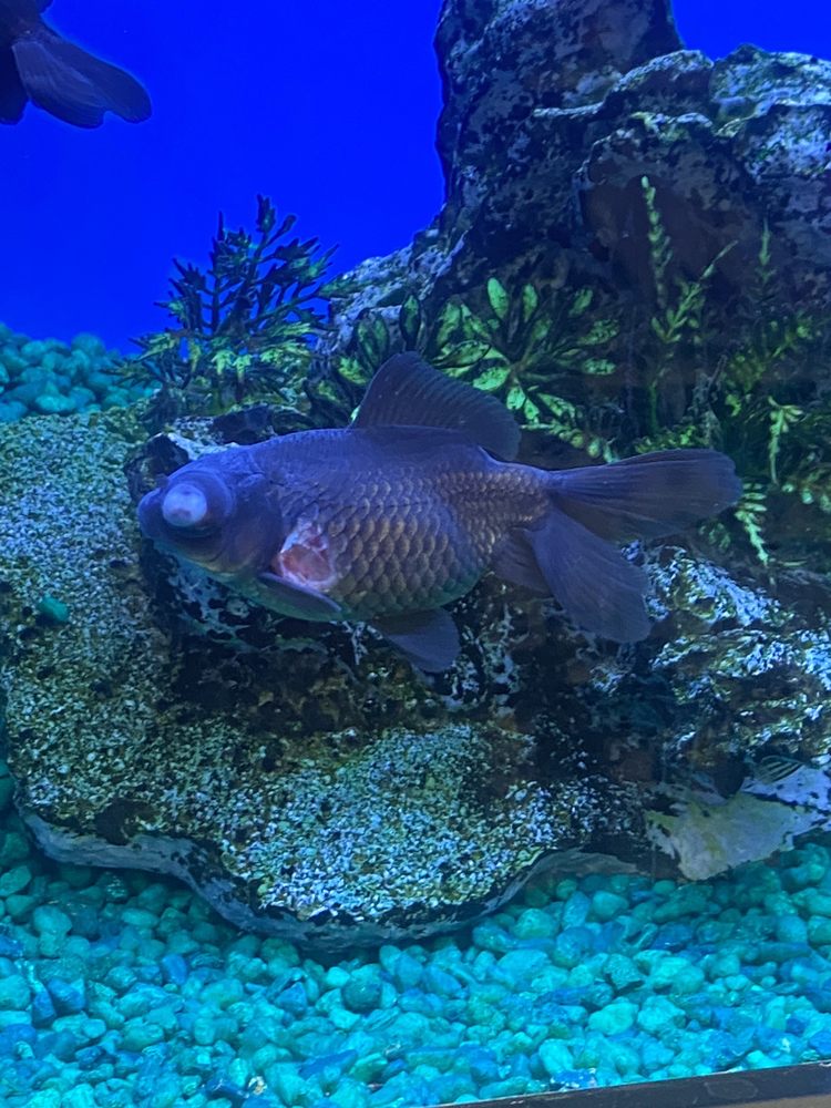 Pet Supermarket Image