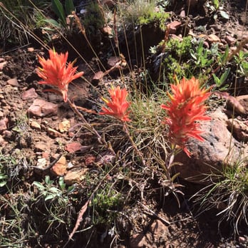 North Rim Campground - Beautiful wild flowers everywhere. - Campgrounds Near Me - North Rim, Arizona North Rim Campground - Beautiful wild flowers everywhere. - Campgrounds Near Me - North Rim, Arizona