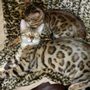 Photo of Assonet Bay Bengals Kittens & Cats