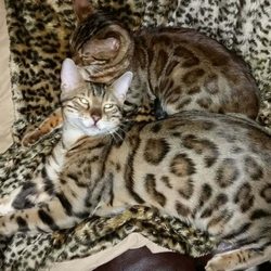 Assonet Bay Bengals Kittens & Cats - Looking. For foster parents for 2 bengal adolescents