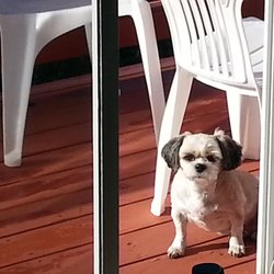 The Big Red House - Chloe on the patio