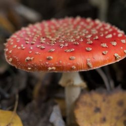 Heidbergsee - Gefunden am Heidbergsee 2016.11.03