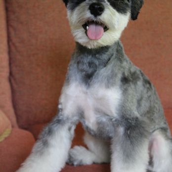 Bark & Mane of Lake Norman-North Charlotte - Pet Groomers Near Me