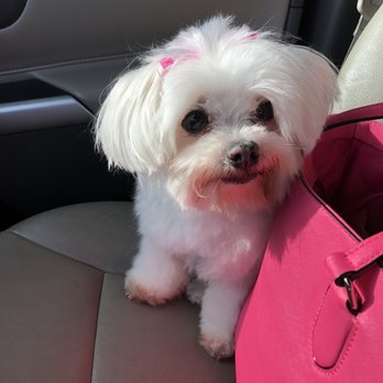 Barbie's Pet Salon - My baby girl - Pet Groomers Near Me - Santa Barbara, California