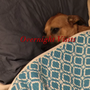 Photo of Collarado Canine Care