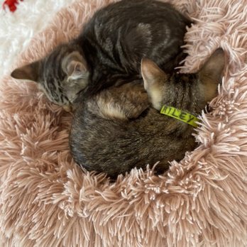 Cats and Caffeine - Kittens/cats are very well taken care of, clean, healthy and cute! Adopt one today! - Coffee & Tea Near Me - Tampa Bay, Florida Cats and Caffeine - Kittens/cats are very well taken care of, clean, healthy and cute! Adopt one today! - Coffee & Tea Near Me - Tampa Bay, Florida