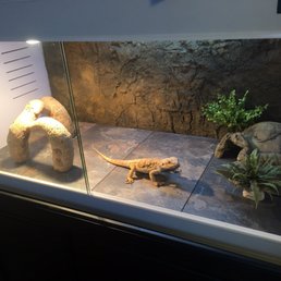 Andy gave me a discount and cut the tiles for my dragons new home!