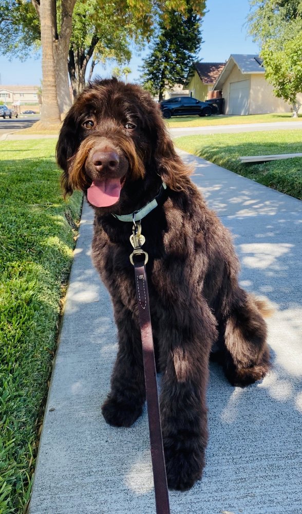 ARLINGTON ANIMAL GROOMING Updated August 2024 4229 Van Buren Blvd