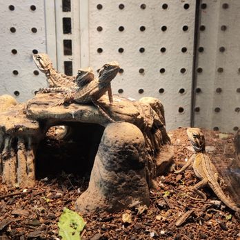 Super Pets - Baby Beardies - Pet Stores Near Me - Temple City, California Super Pets - Baby Beardies - Pet Stores Near Me - Temple City, California