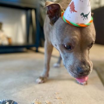 Leash and Collar - Pet Stores Near Me - Sacramento, California Leash and Collar - Pet Stores Near Me - Sacramento, California