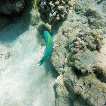 Hulopo'e Beach Park - Snorkeling - Parks Near Me - Lanai City, Hawaii