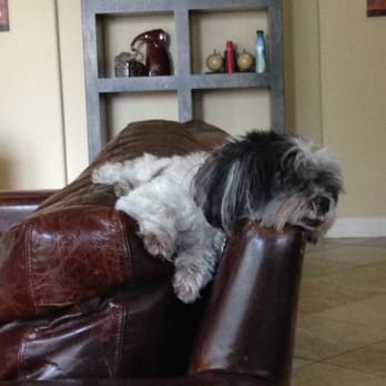 Fetch! Pet Care - Cinnamon - Pet Sitting Near Me