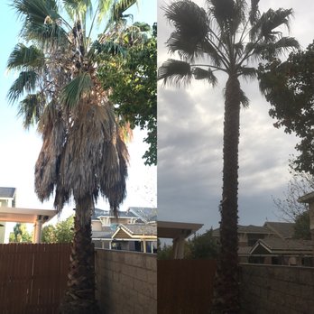 Doug Petersen Tree Service - Before/after of my palm tree in Natomas. Amazing job! - Tree Services Near Me - Sacramento, California Doug Petersen Tree Service - Before/after of my palm tree in Natomas. Amazing job! - Tree Services Near Me - Sacramento, California