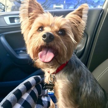 Poodle Doodle - Pet Groomers Near Me - Manassas, Virginia Poodle Doodle - Pet Groomers Near Me - Manassas, Virginia