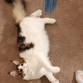 Mainesuspect Maine Coons - Pet Breeders Near Me Mainesuspect Maine Coons - Pet Breeders Near Me