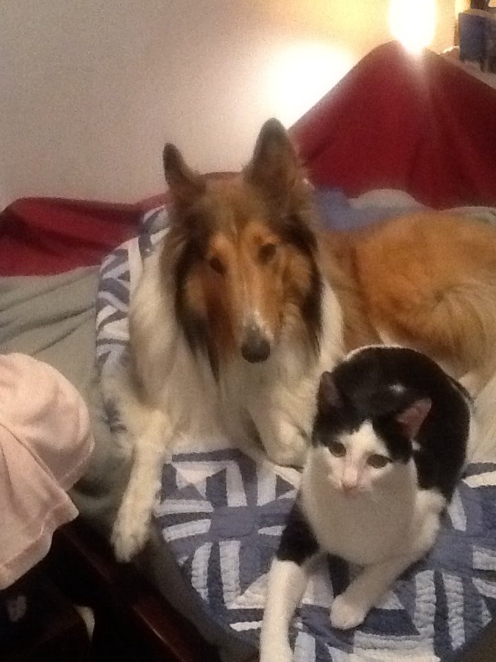 AUDUBON ANIMAL HOSPITAL Updated October 2024 10 Photos & 13 Reviews 1311 Durrett Ln