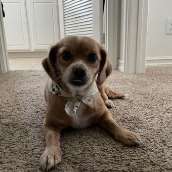 Royalty mobile Grooming - Pet Groomers Near Me