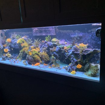 My Aquarium Guy - Aquarium Services Near Me