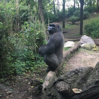 Bronx Zoo - Gorilla enclosure - Zoos Near Me - Bronx, New York