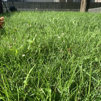 Johnson’s Lawncare Service’s & More - ows a lawn with grass and a fire hydrant - Lawn Services Near Me Johnson’s Lawncare Service’s & More - ows a lawn with grass and a fire hydrant - Lawn Services Near Me