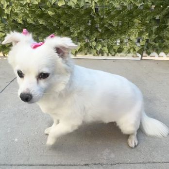 Jazmin's Pet Grooming - Pet Groomers Near Me - Mission Hills, California Jazmin's Pet Grooming - Pet Groomers Near Me - Mission Hills, California