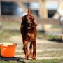 Photo of Buzzy's Bark-N-Run Dog Camp, LLC