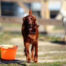 Buzzy's Bark-N-Run Dog Camp, LLC