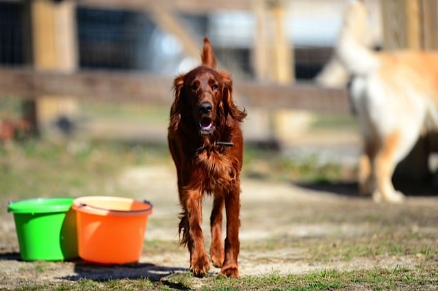 Buzzy's Bark-N-Run Dog Camp, LLC - pet boarding facility in Wake Forest, NC