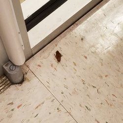 Ladybird Academy