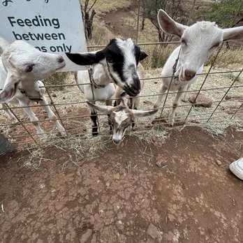 Surfing Goat Dairy - Goats - Cheese Shops Near Me - Kula, Hawaii Surfing Goat Dairy - Goats - Cheese Shops Near Me - Kula, Hawaii