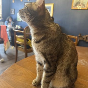 Le Café des Chats - Themed Cafes Near Me - Paris, 75